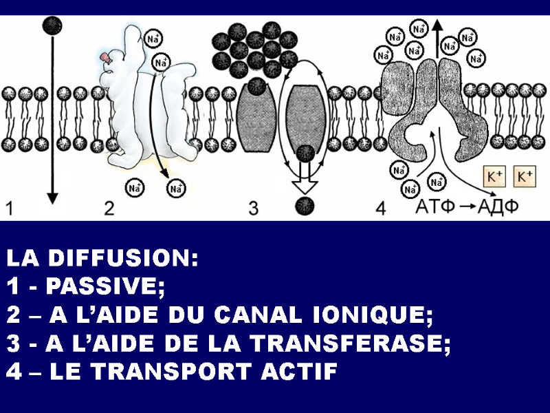 LA DIFFUSION:  1 - PASSIVE;  2 – A L’AIDE DU CANAL IONIQUE;